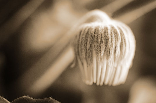 daisy bud-lith-8bflat