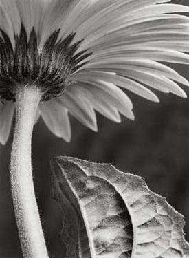 gerber-daisy