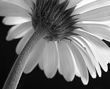 gerber-daisy-2