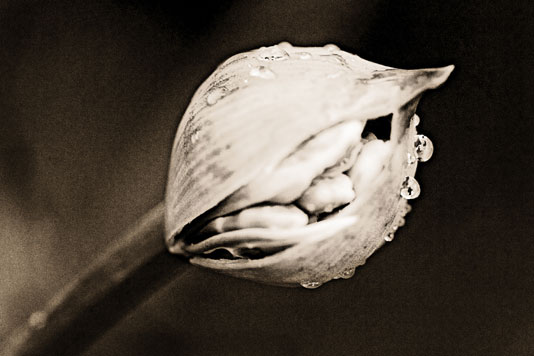 nile lily bud2