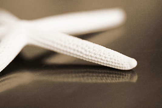 starfish-lith_8bFlat