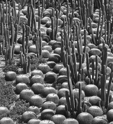 cactus garden-b&w v2