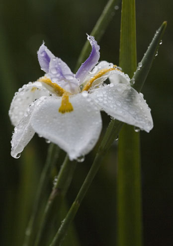 AfricanIris2