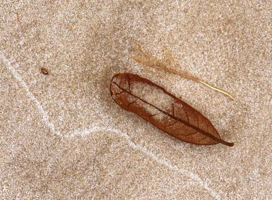 nother nature's still life