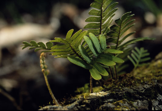 Resurrection Ferns - Hana Park