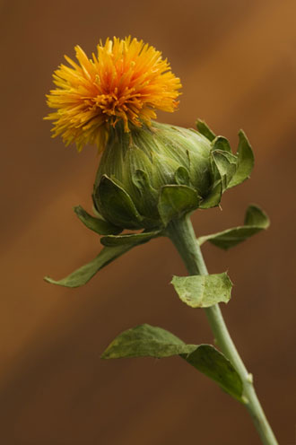safflower-8b