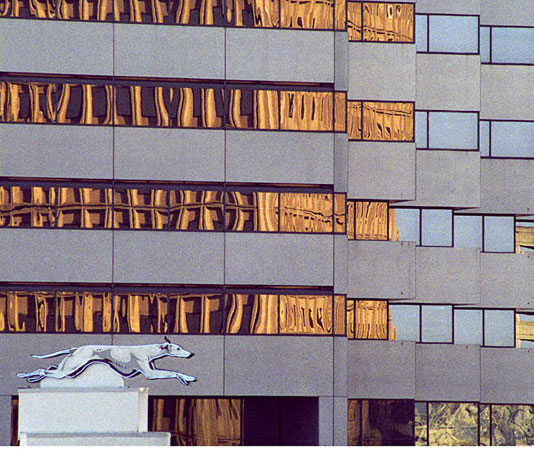 grayhound dog 10x8psd